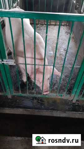 Настил в коровник свинарник Промышленная - изображение 1