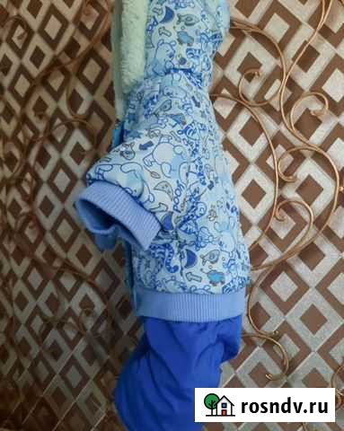 Одежда на собак Чита - изображение 1