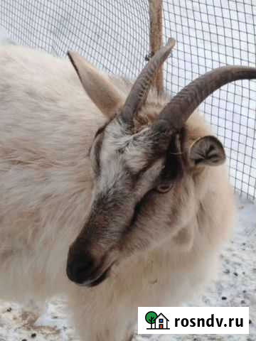 Коза дойная Белгород - изображение 1