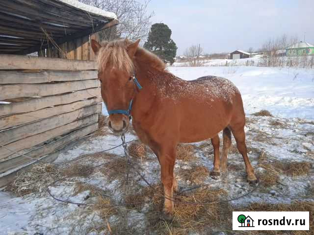 Продам Жеребца Томск - изображение 1