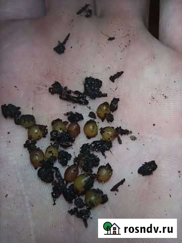 Дендробена коконы Ульяновск - изображение 1