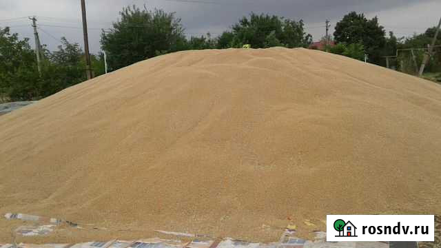 Пшеница Великовечное - изображение 1