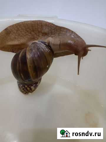 Улитка Улан-Удэ - изображение 1