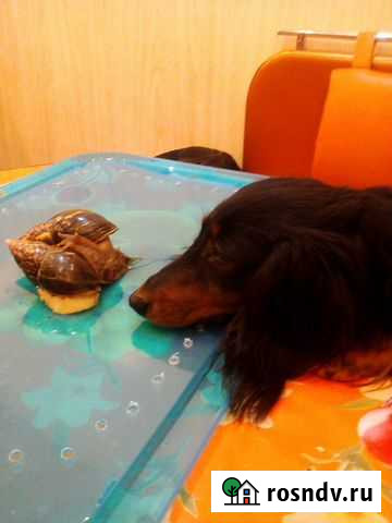 Ахатина Дмитров - изображение 1