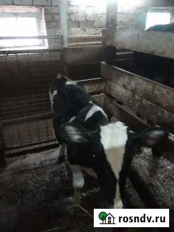 Телята Арск - изображение 1