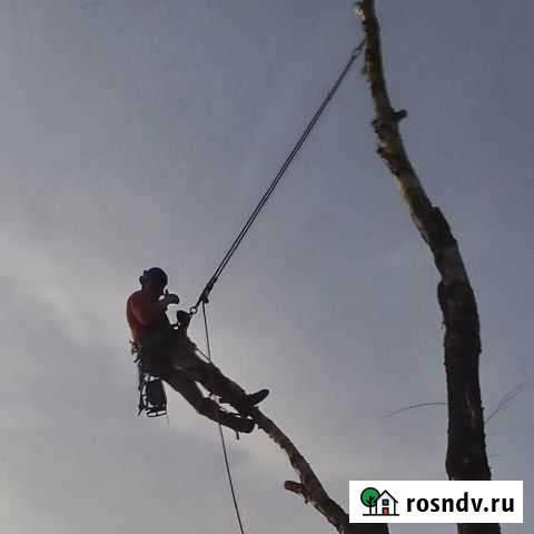 Удаление деревьев Щекино - изображение 1