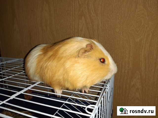 Морская свинка Петропавловск-Камчатский - изображение 1