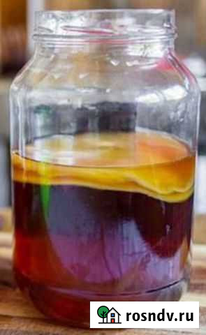 Чайный гриб (комбуча) Новочебоксарск - изображение 1