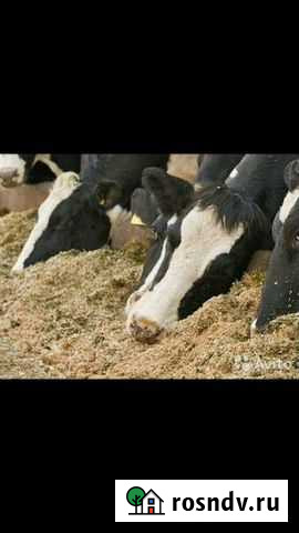 Жом с доставкой Динская - изображение 1