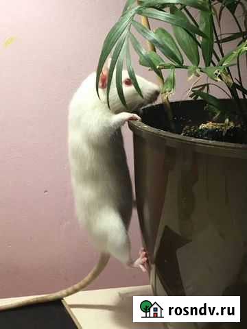 Декоративная крыса Дубовое - изображение 1