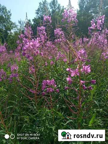 Иван-чай ферментированный, таёжный очень витаминны Благовещенск - изображение 1