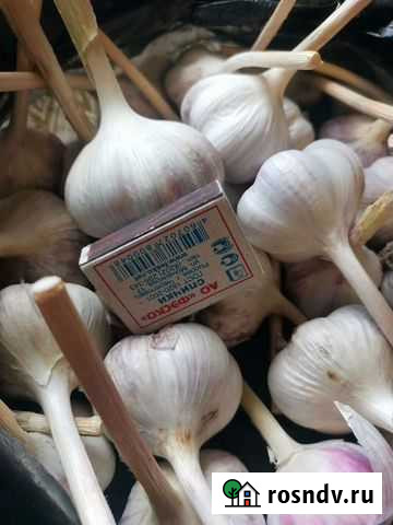 Чесночок Омск - изображение 1