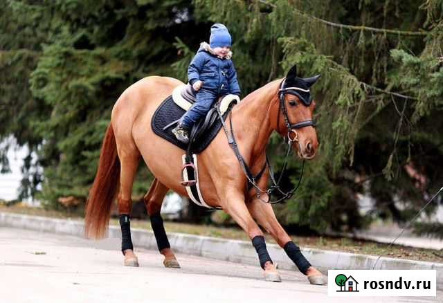 Фото с лошадьми, прогулки верхом Рассвет - изображение 1