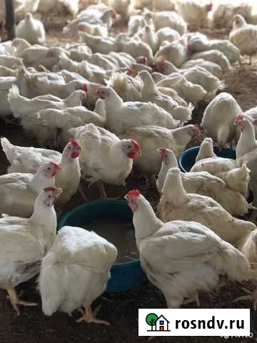 Бройлер живым весом Воронеж - изображение 1