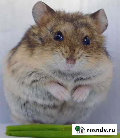 Джунгарский хомяк Тюмень - изображение 1