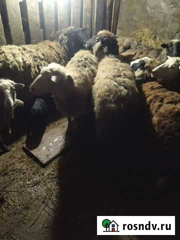 Овцы бараны ягнята оптом Батырево - изображение 1