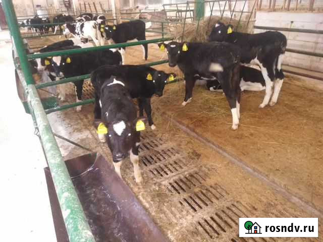 Бычки телята мясной породы Теплое - изображение 1