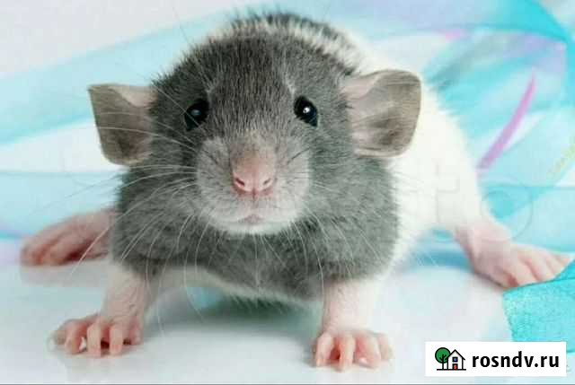 Крыски дамбо Мурманск - изображение 1