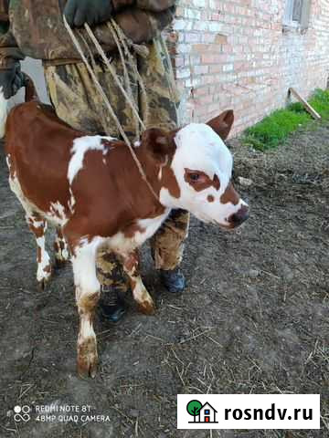 Бычки Сименталы Данков - изображение 1