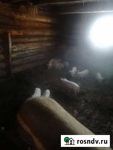 Поросята Тайга - изображение 1