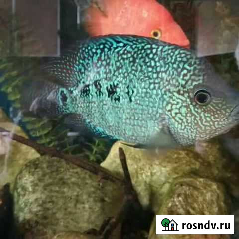 Цихлазома бриллиантовая Донской - изображение 1