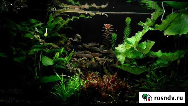 Аквариумные растения Белгород - изображение 1