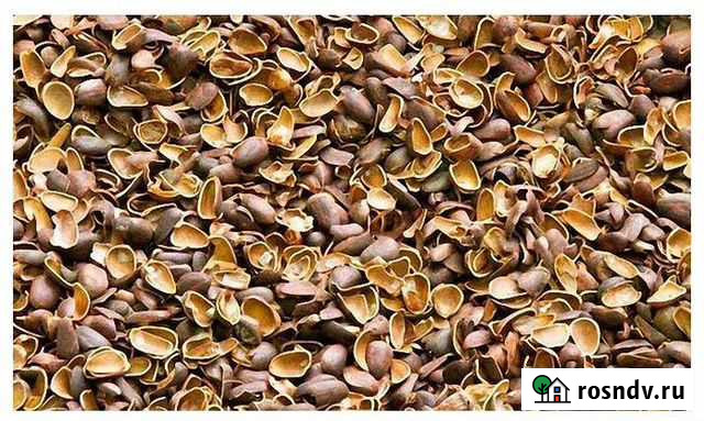 Скорлупа кедрового ореха Томск - изображение 1