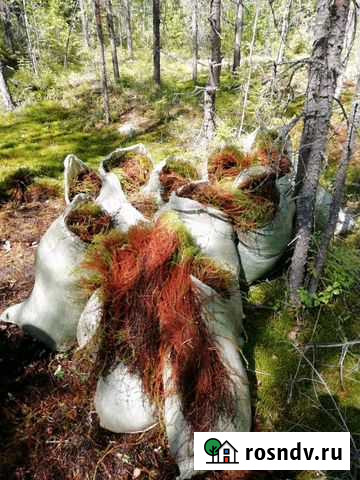 Мох строительный, для срубов Сыктывкар - изображение 1