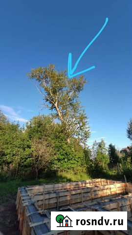 Спил деревьев Дмитров - изображение 1