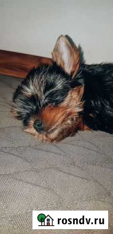 Многоразовые пеленки для животных Белгород - изображение 1