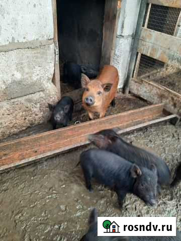 Поросята: вьетнамские и венгерской мангалицы Лотошино - изображение 1