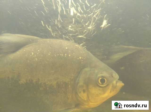 Аквариумные рыбы Самара - изображение 1