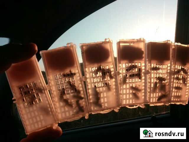 Плодные пчеломатки Карника F1 запись на 2022 Макарьев - изображение 1