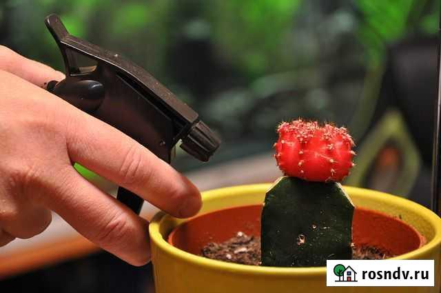 Уход за цветами Томск - изображение 1