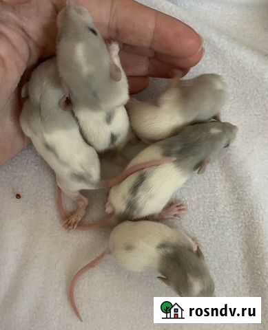 Крысята дамбо Москва - изображение 1