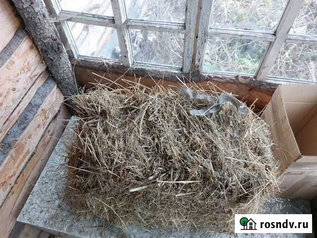 Сено в брикетах Березовский - изображение 1