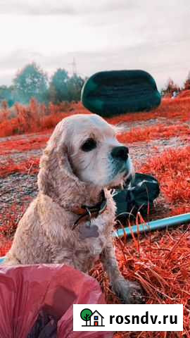 Вязка кокер Междуреченск - изображение 1