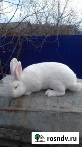 Кролики Белый панон Кущевская - изображение 1