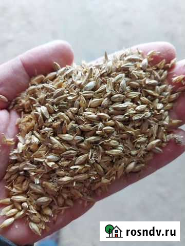 Овес ячмень пшеница Топки - изображение 1