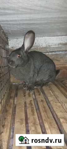 Продаю кроликов Новоалтайск - изображение 1