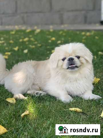 Вязка пекинес Курск - изображение 1