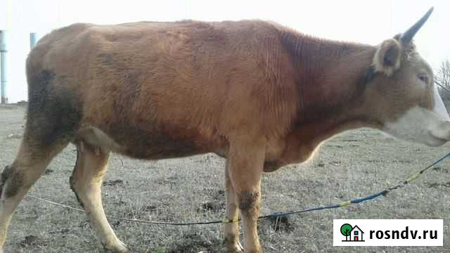 Корова Безенчук - изображение 1