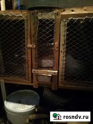 Клетки Вырица - изображение 1