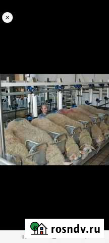 Ягнята Овцы Бараны Баранина Мясо Александров - изображение 1