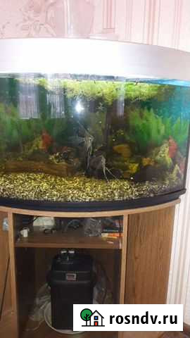 Аквариум Калининград - изображение 1