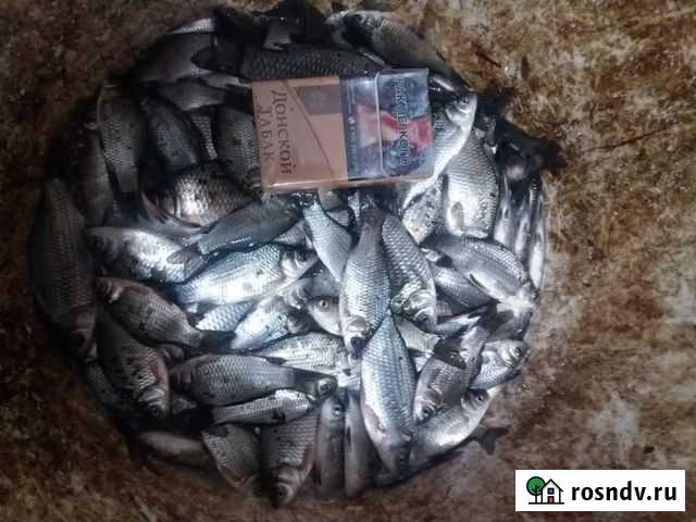 Карась живец опт Жуковский - изображение 1