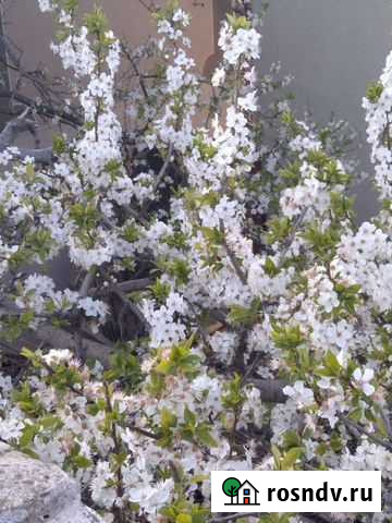 Крымские травы Красногвардейское - изображение 1