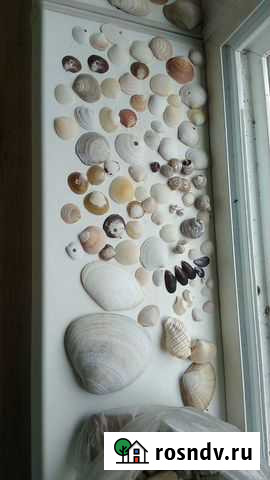 Морские ракушки раковины бесплатно Биробиджан - изображение 1