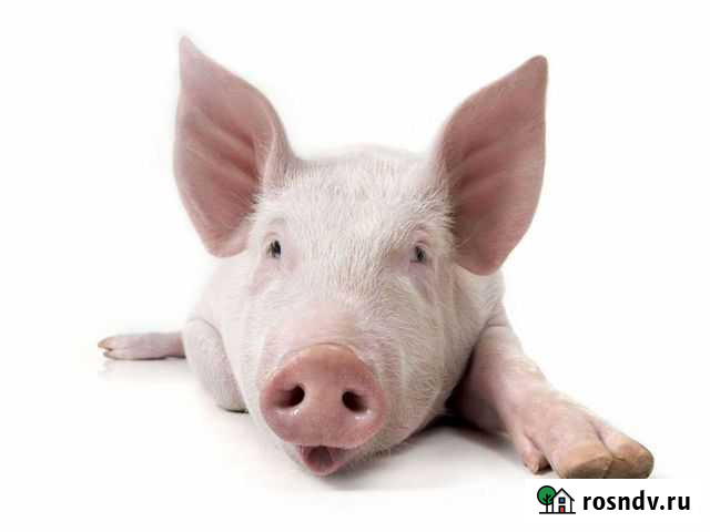 Свинина живым весом Томаровка - изображение 1