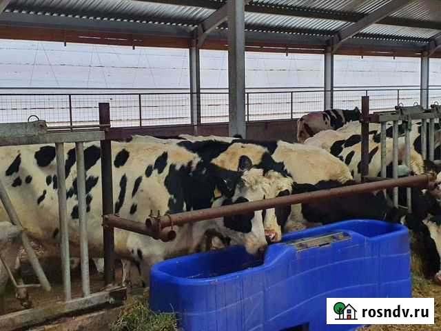 Нетели племенные из Европы Чистополь - изображение 1